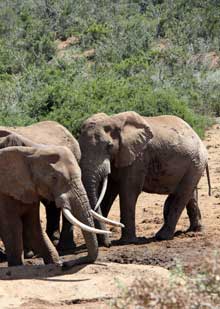 Elephants, South Africa, treat with respect