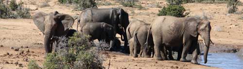 Elephants around a water hole in South Africa