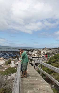 Boardwals or wooden walkways provide safe viewing for people at the penguin colony in Betty's Bay South Africa