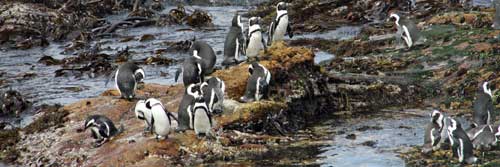 Where to view penguins in South Africa